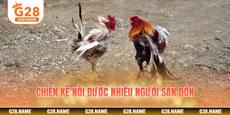 Chiến kê nòi được nhiều người săn đón