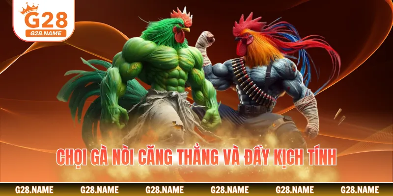 Chọi gà nòi căng thẳng và đầy kịch tính