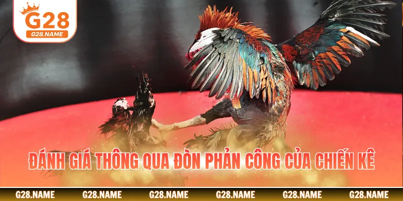 Đánh giá thông qua đòn phản công của chiến kê