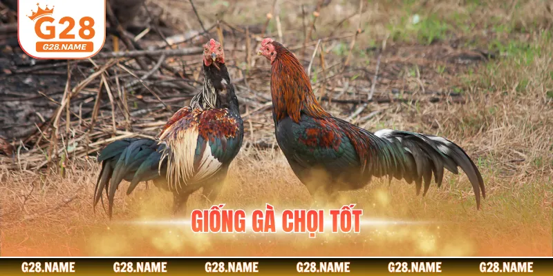 Giống Gà Chọi Tốt Là Gì? Cách Lựa Chọn Và Nuôi Chiến Kê Hữu Ích