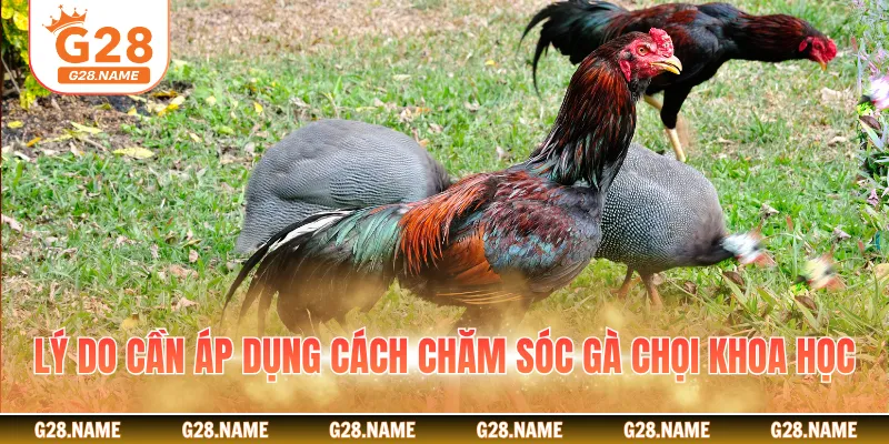 Lý do cần áp dụng cách chăm sóc gà chọi khoa học