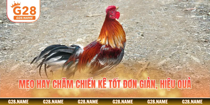 Mẹo hay chăm chiến kê tốt đơn giản, hiệu quả