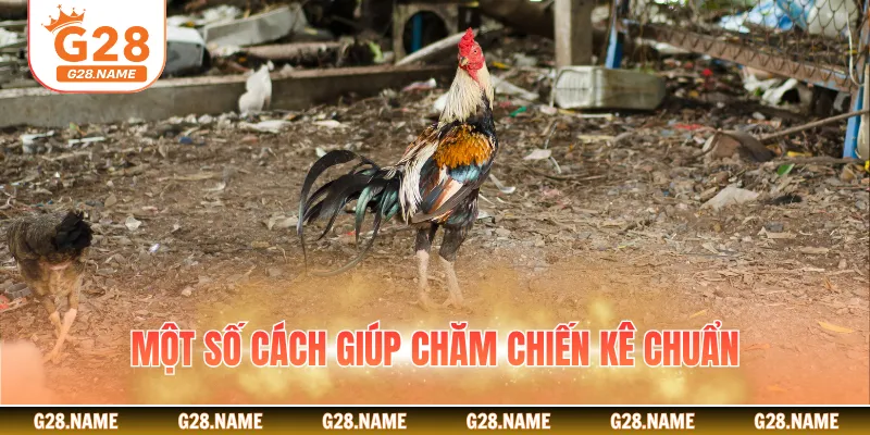 Một số cách giúp chăm chiến kê chuẩn