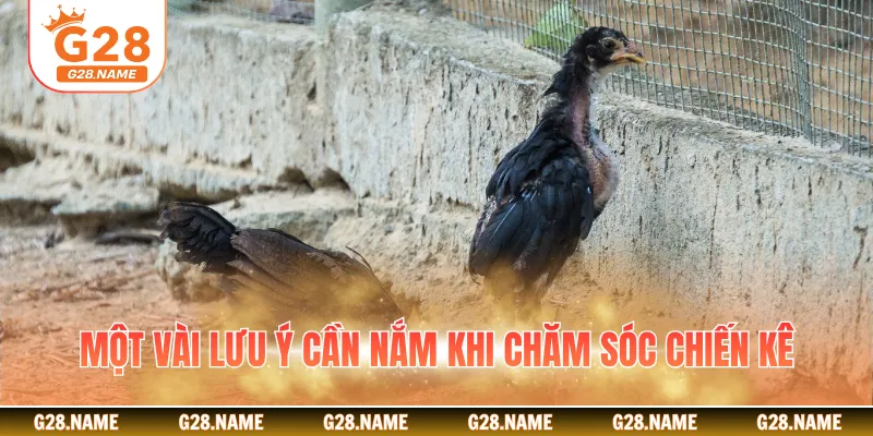 Một vài lưu ý cần nắm khi chăm sóc chiến kê